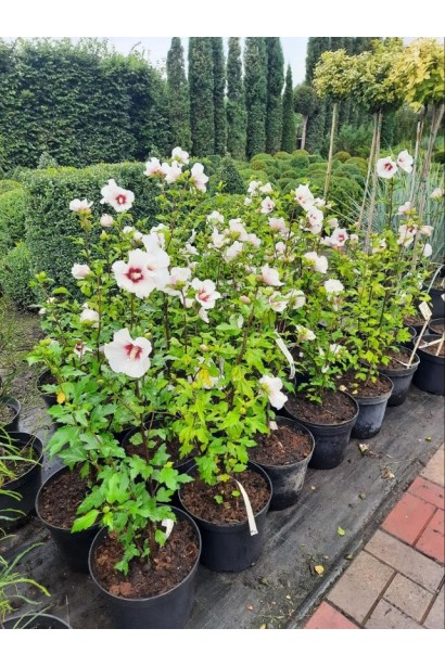 Гібіскус білий Ред Харт - 7,5л/вис.50-70см/Ø25-35см